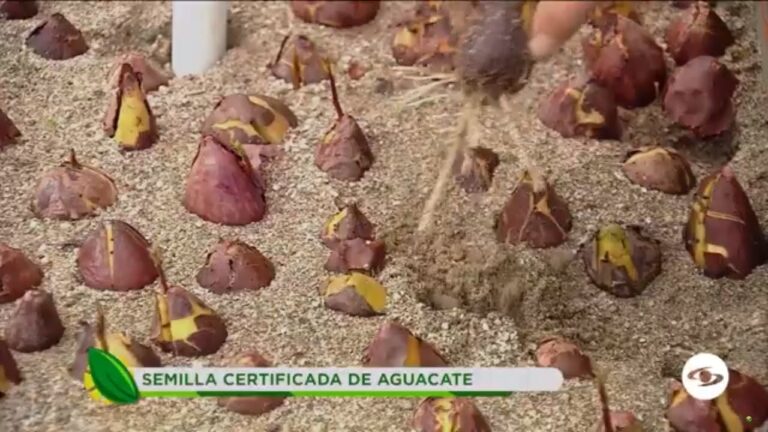 Fungicidas Naturales para Viveros Especializados