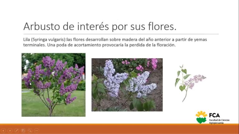 Poda Especializada: Clave para Viveros y Jardiner&iacute;a Eficiente