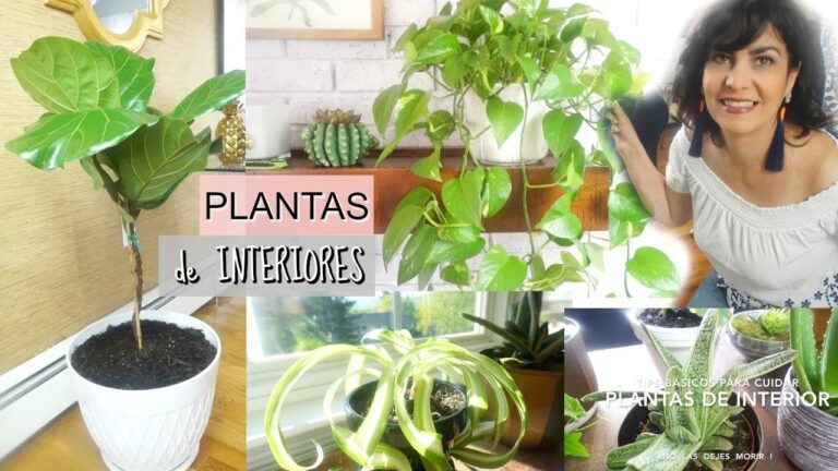 Consejos Esenciales para el Cuidado de Plantas de Interior en Jardiner&iacute;a Profesional