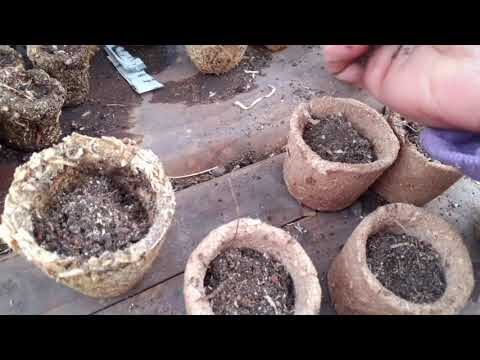 Ventajas de las Macetas Biodegradables en Viveros Industriales