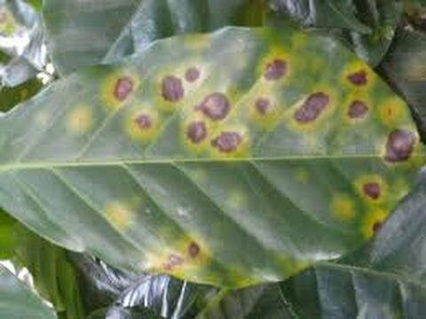 Prevenci&oacute;n Efectiva de Plagas en Viveros con Productos Especializados