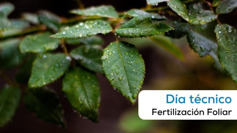 Innovaci&oacute;n en Desarrollo de Productos para Viveros y Fertilizaci&oacute;n Eficiente