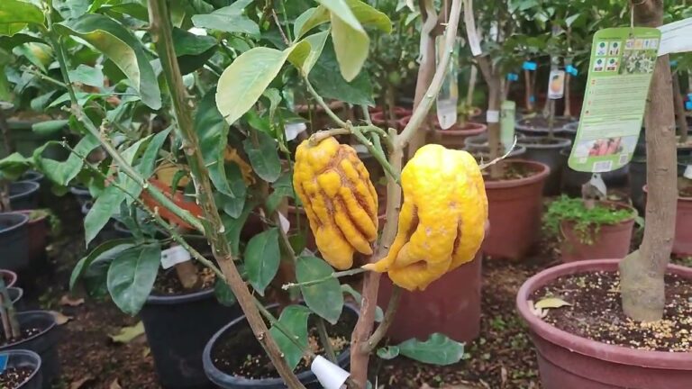 Gu&iacute;a para la Selecci&oacute;n de Plantas de Interior en Viveros Especializados