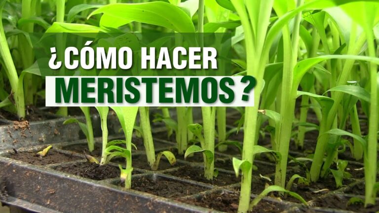 Calidad Garantizada en Productos para Viveros: La Clave del &Eacute;xito