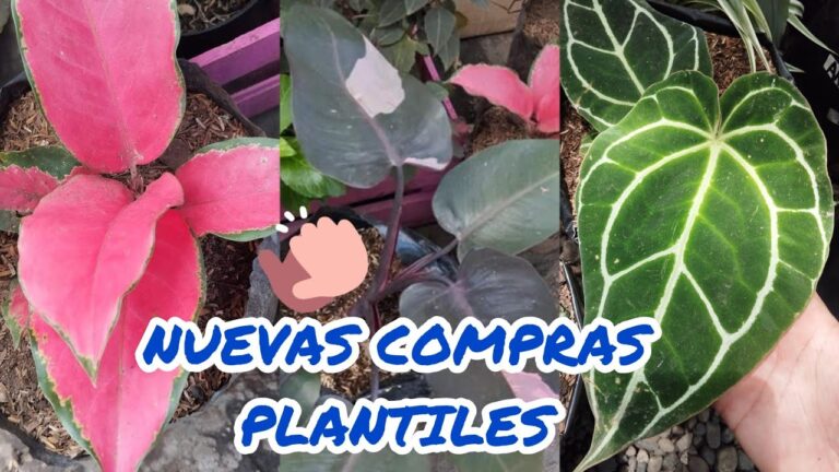 Decoraci&oacute;n Vibrante con Flores Ex&oacute;ticas de Viveros