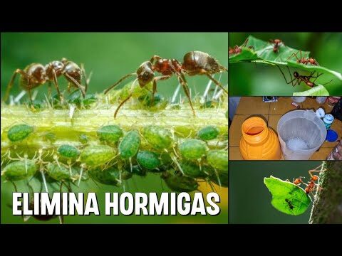 Estrategias de Control de Plagas en Viveros con Productos Espec&iacute;ficos