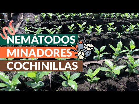 Estrategias Efectivas de Insumos para el Control de Plagas en Viveros