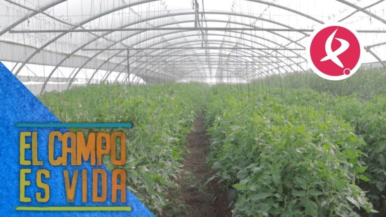 Productos de Calidad para Irrigación en Viveros