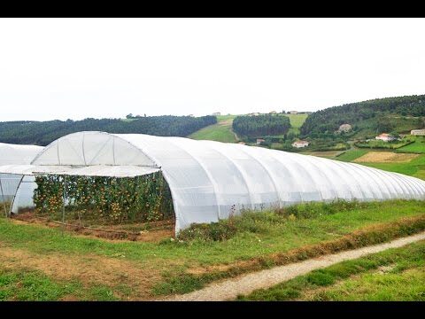 Ventilaci&oacute;n Eficiente en Viveros: Soluciones Especializadas