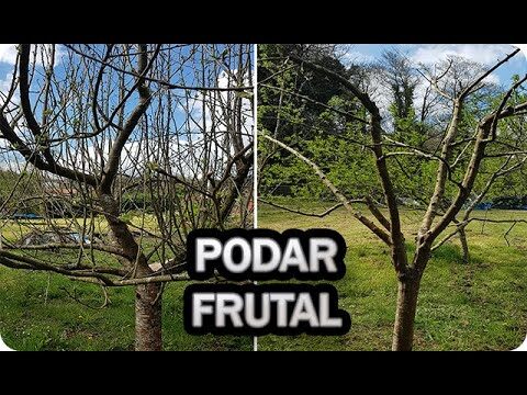 Consejos Efectivos para la Poda en Viveros Especializados