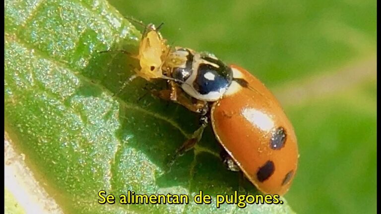 Estrategias Efectivas para el Control de Plagas en Viveros