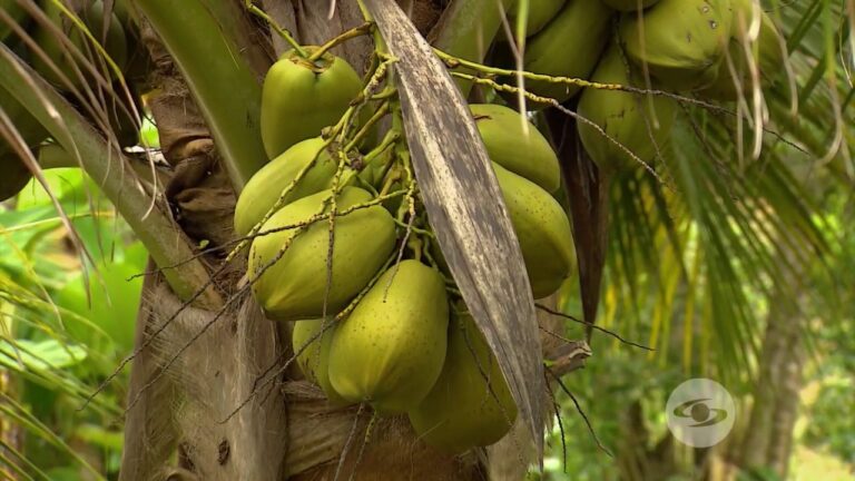 Limpieza Profunda: Clave para Prevenir Plagas en la Industria